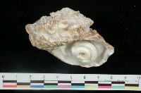 藏品(項鍊珠螺)的圖片